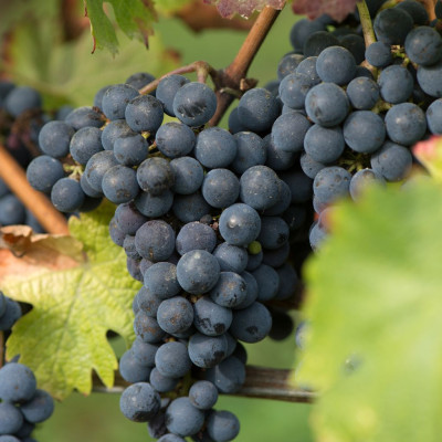 Vita de Vie "New York Muscat" Ghiveci 2L - An 3 - Masa si Vin