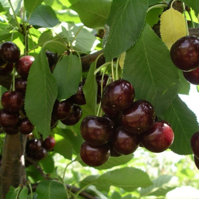 Visin "Achat" Pom Fructifer Anul 3 - Bulbshop