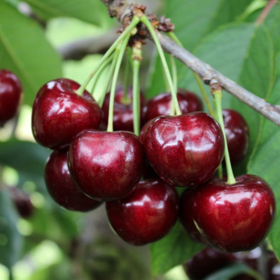 Visin "Botermo" Pom Fructifer Anul 3 - Bulbshop