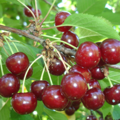 Visin "Tarina" Pom Fructifer Anul 3 - Bulbshop