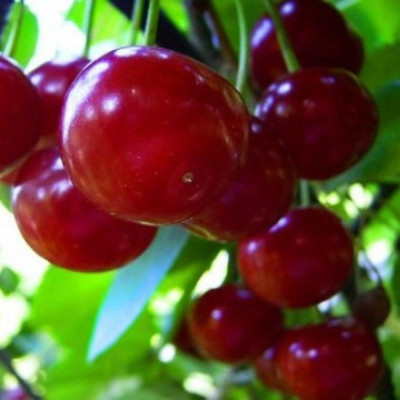 Visin "Crisan" Pom Fructifer Anul 3 - Bulbshop