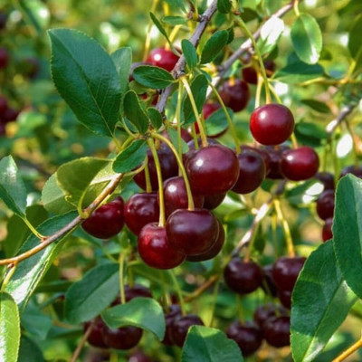 Visin Pitic Timpuriu Pom Fructifer Anul 3 - Bulbshop