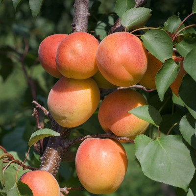 Cais "Harcot" Pom Fructifer Anul 3 - Bulbshop