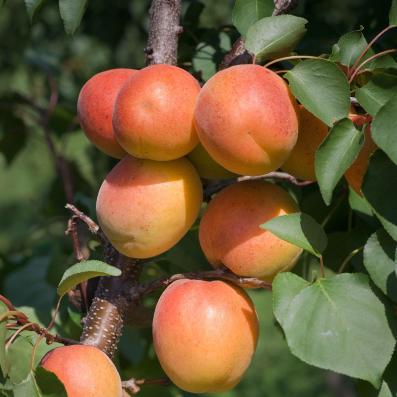 Cais "Harcot" Pom Fructifer Anul 3 - Bulbshop