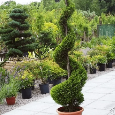 Cupressociparis Leylandii "Gold Spirale" Ghiveci 25L - 200cm