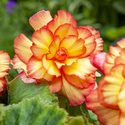 Bulbi Begonia Curgătoare cu Floare Bătută - Bulbshop
