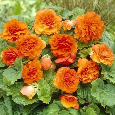 Begonia Curgatoare Portocalie - 2 Bulbi/Pachet - Bulbshop
