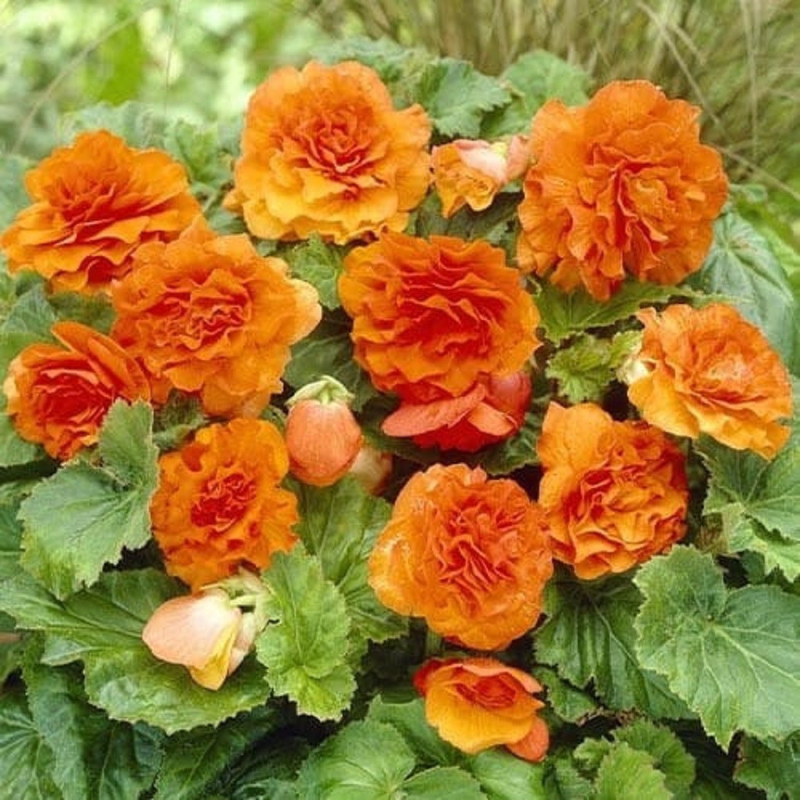 Begonia Curgatoare Portocalie - 2 Bulbi/Pachet - Bulbshop