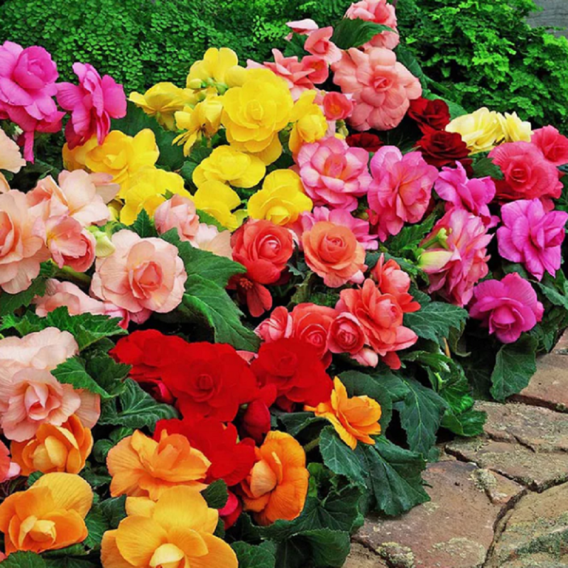 Begonia Curgatoare Double Grandiflora 5 Bulbi - Bulbshop