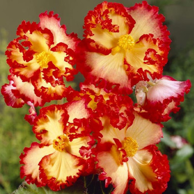 Bulbi Begonia Curgatoare Crispa Red-Orange - Bulbshop