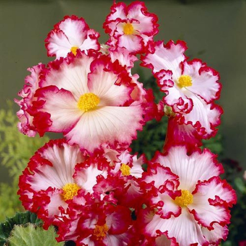 Bulbi Begonia Curgatoare Crispa Marginata - Bulbshop