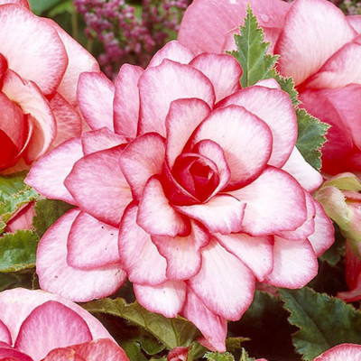 Begonia Curgatoare Buton de Rose 2 Bulb/Pachet - Bulbshop