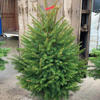 Brad de Craciun "Picea Abies" Ghiveci 10L (80-100cm)
