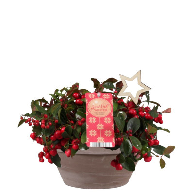 Gaultheria - Arbust Vesnic Verde - Craciun Ghiveci 3L