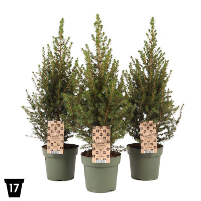 Brad de Craciun "Picea December" - Ghiveci 2L - Bulbshop