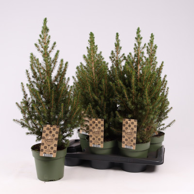 5x Brazi de Craciun "Picea December" - Ghiveci 2L - Bulbshop