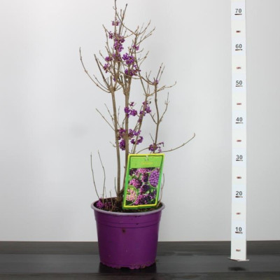 Callicarpa "Profusion" - Ghiveci 4L (70cm) - Bulbshop