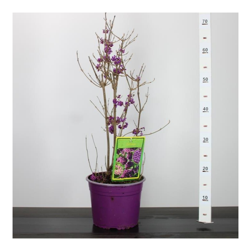 Callicarpa "Profusion" - Ghiveci 4L (70cm) - Bulbshop