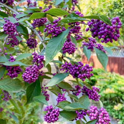 Callicarpa "Profusion" - Ghiveci 10L (130cm) - Bulbshop