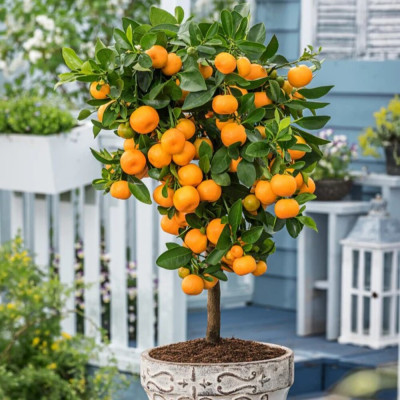 Citrus Calamondin - Ghiveci 3L - H 50-60cm - Bulbshop