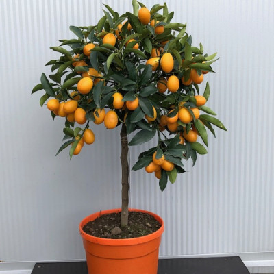 Citrus Kumquat - Ghiveci 2L - H 50-60cm - Bulbshop