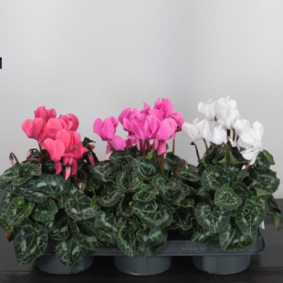 Cyclamen la Ghiveci - Mix 3 Culori - Inflorit la Livrare