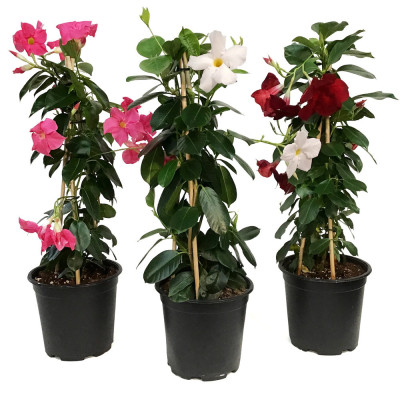 Promotie 3x Dipladenia "Mix Deluxe" - Ghiveci P9