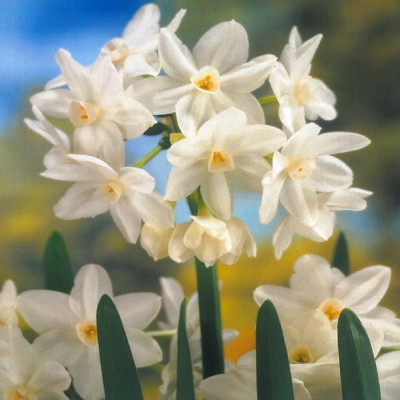 Narcise "Paper White Grandiflorus" 3 Bulbi - Bulbshop