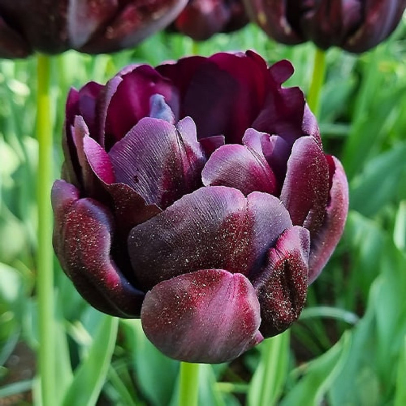 Bulbi Lalele Black Hero 12+ (Bătute, Violet-Închis, Tip Bujor) | Bulbshop.ro