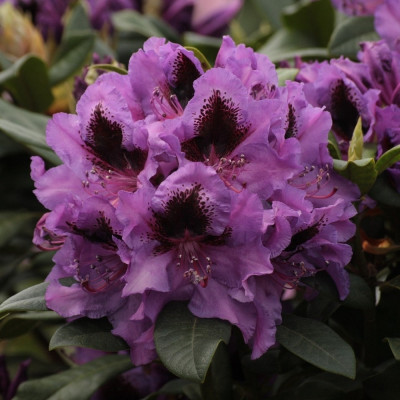 Rhododendron "Libretto" - Ghiveci P9 - H 20-30 cm