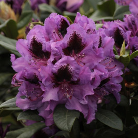Rhododendron "Libretto" - Ghiveci P9 - H 20-30 cm