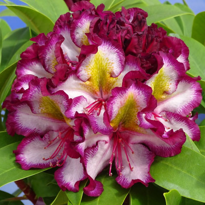 Rhododendron "Pushy Purple" - Ghiveci P9 - H 20-30 cm