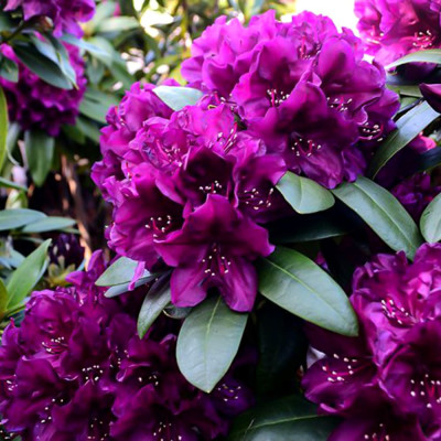 Rhododendron "Polarnacht" - Ghiveci P9 - H 20-30 cm