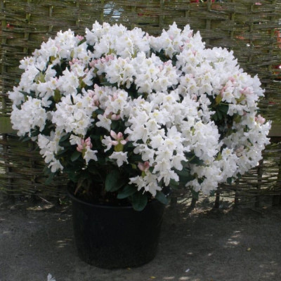 Rhododendron "Cunningham's White" - Ghiveci P9