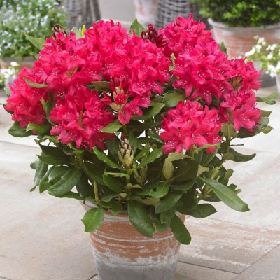 Rhododendron "Red Jack" - Ghiveci P9 - H 20-30 cm