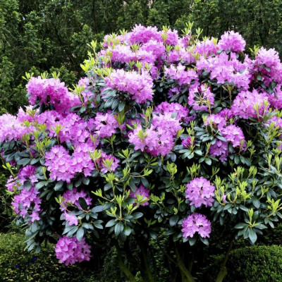 Rhododendron "Roseum Elegans" - Ghiveci P9 - H 20-30 cm