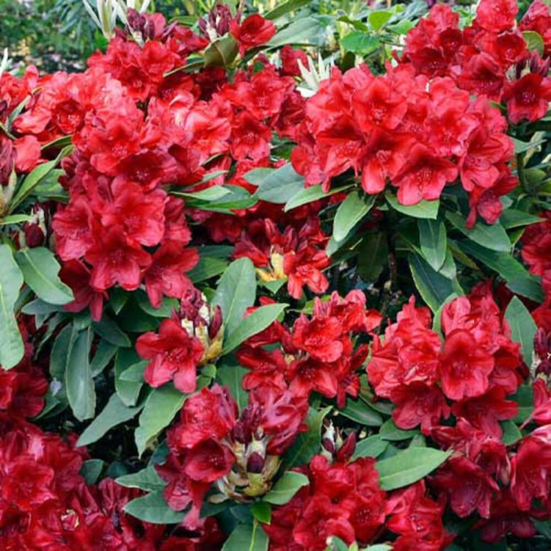 Rhododendron "Dotella" - Ghiveci P9 - H 20-30 cm