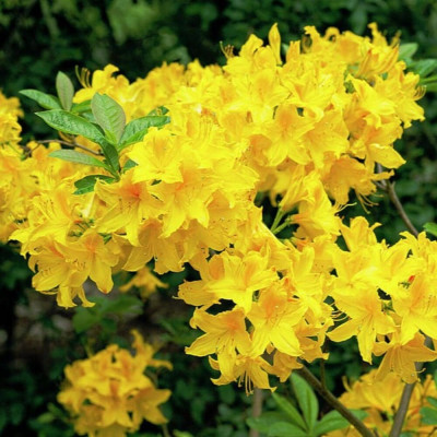 Rhododendron "Golden" - Ghiveci P9 - H 20-30 cm - Bulbshop