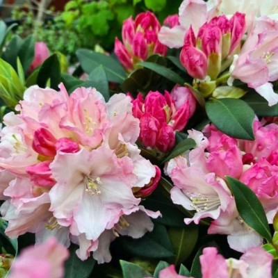 Rhododendron "Dreamland" - Ghiveci P9 - H 20-30 cm - Bulbshop