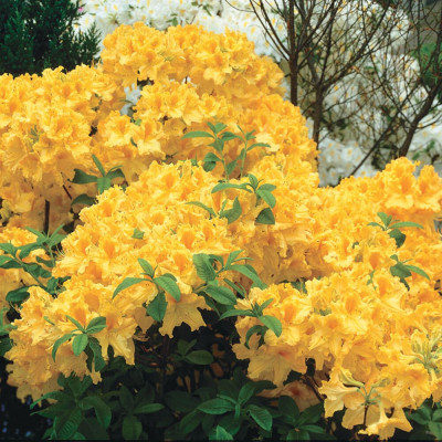 Rhododendron "Golden Lights" - Ghiveci P9 - H 20-30 cm - Bulbshop