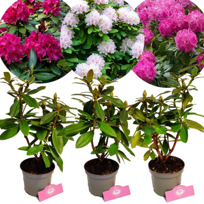 Rhododendron "Trio-ul Gradinii" - 3 Culori in Acelasi Ghiveci P9 - Bulbshop