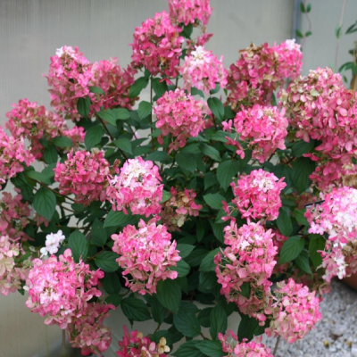 Hortensie Paniculata Fire Light Ghiveci 3L 40-50cm - Bulbshop