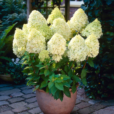 Hortensie Paniculata Limelight Shrub Ghiveci 3L  - Bulbshop
