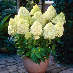 Hortensie Paniculata Limelight Shrub Ghiveci 3L  - Bulbshop