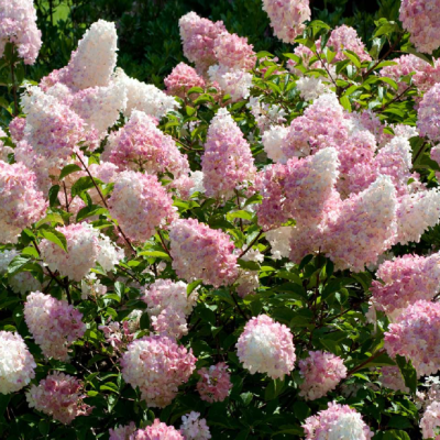 Hortensie Paniculata Vanilla Strawberry Ghiveci 3L - Bulbshop