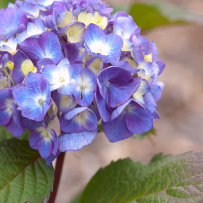 Hortensie Macrophylla Bloomstruck Ghiveci 3L  - Bulbshop