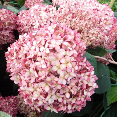 Hortensie Pink Annabelle Ghiveci 3L  - Bulbshop