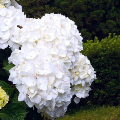 Hortensie Macrophylla Immaculata Ghiveci 3L  - Bulbshop