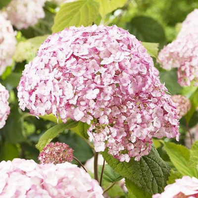 Hortensie Macrophylla Bubblegum Ghiveci 3L  - Bulbshop