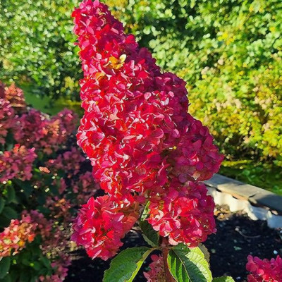 Hortensie Paniculata Red Fraise Melba Ghiveci 3L  - Bulbshop